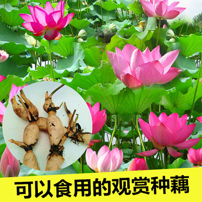 花卉荷花水生阳台四季美观花趣味