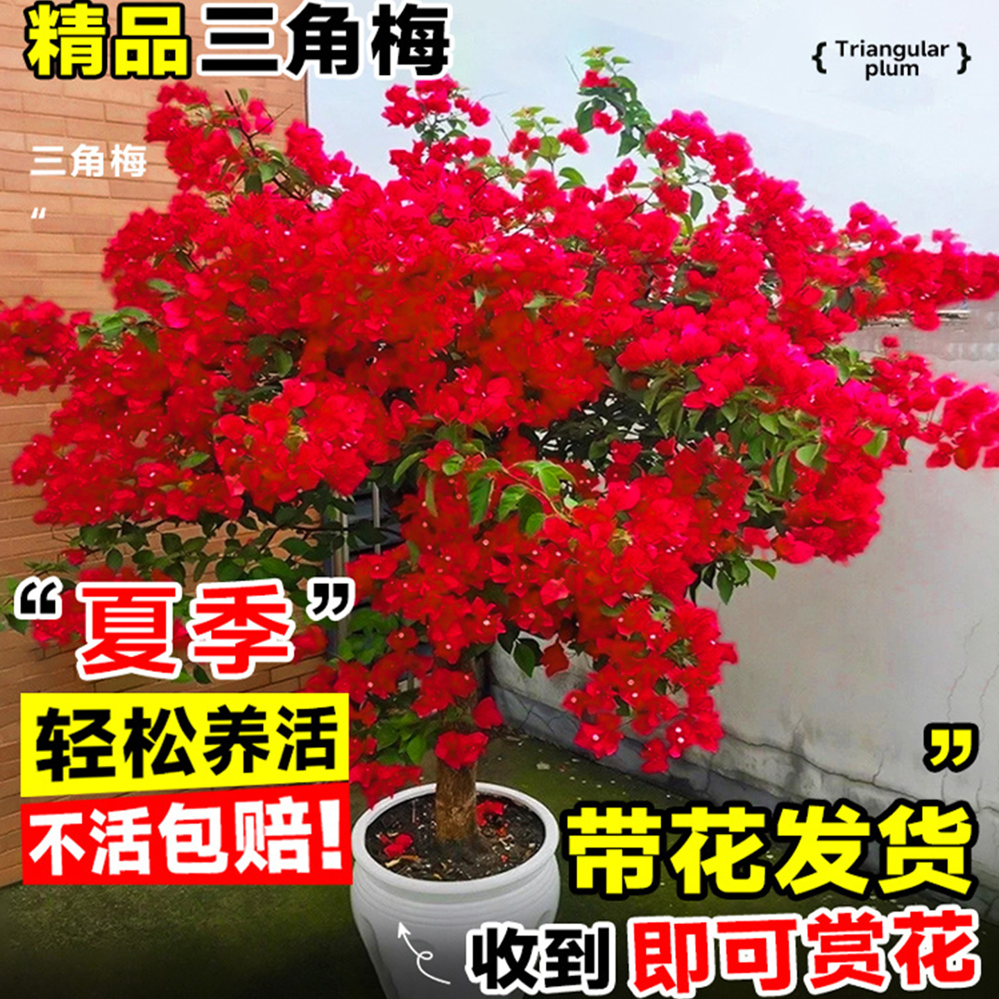 三角梅盆栽漳红樱玫瑰同安红植物