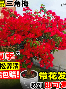 三角梅盆栽漳红樱玫瑰同安红植物室内阳台树苗老桩带花卉四季常青