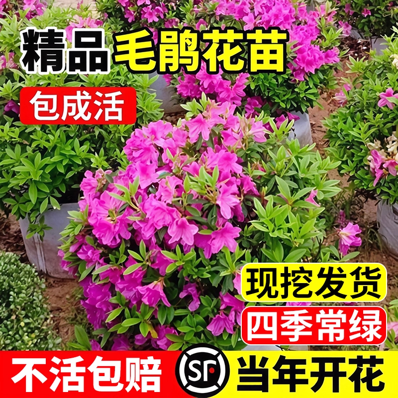 毛杜鹃夏娟毛鹃花苗木毛娟小苗花