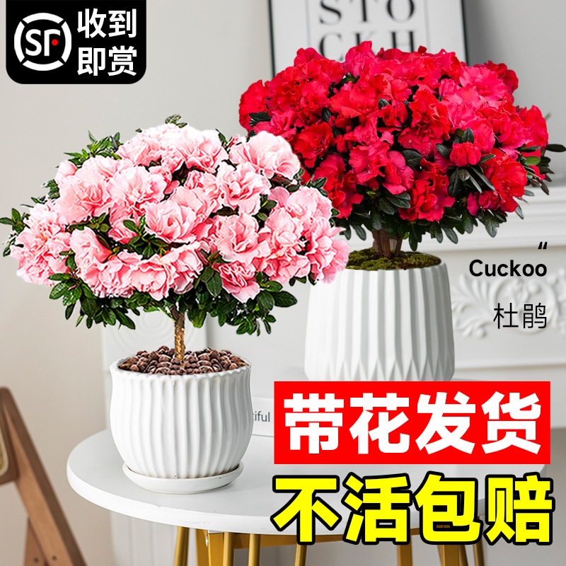 杜鹃花盆栽花卉植物好养易活绿植室内办公桌年宵花带花苞老桩大苗