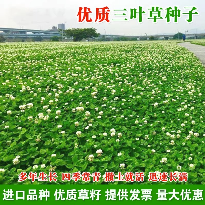 三叶草草籽进口红三叶白三叶种籽四季常青易活幸运草绿化草坪草籽