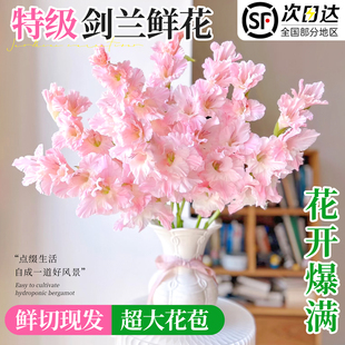 剑兰鲜花水培盆栽插花束苗超长花期家用客厅阳台室内花卉鲜切水养