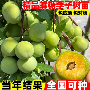 蜂糖李子树苗三华李果苗南北方种嫁接特大晚熟脱骨青脆李子果树苗