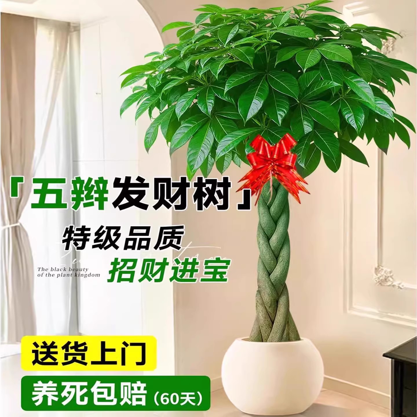 辫子发财树开业乔迁送礼植物客厅