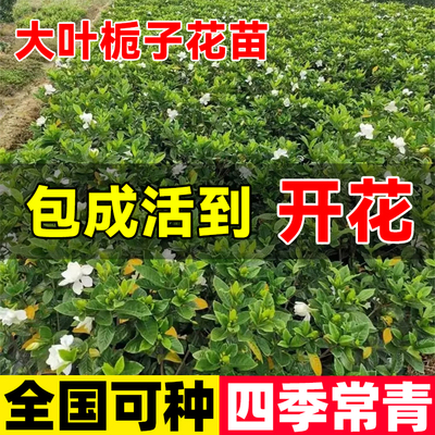 栀子花树苗盆栽小苗大叶重瓣庭院