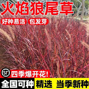 火焰狼尾草观赏户外庭院花园紫叶细叶芒粉黛室外盆栽地被造景植物
