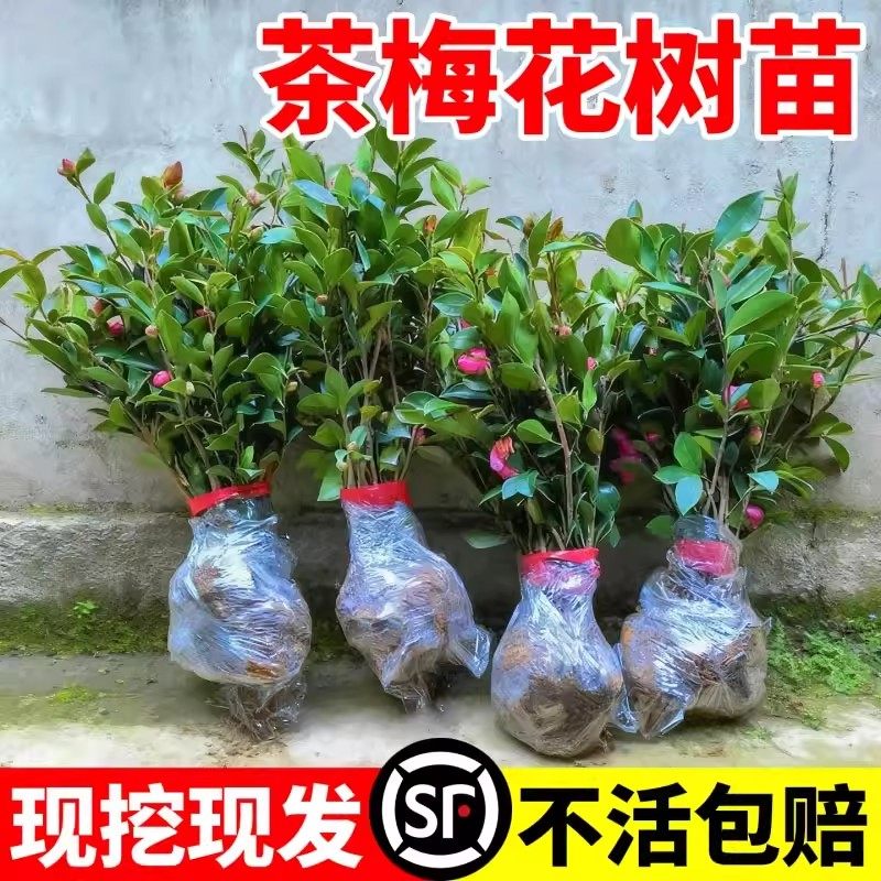 茶梅花树苗冬季开花耐寒耐阴茶花树苗庭院别墅园林工程绿化小苗木