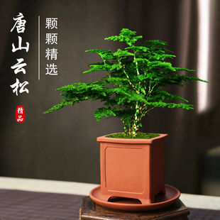 唐山云松盆栽桌面净化空气盆景正宗矮生文竹云竹办公室内好养绿植