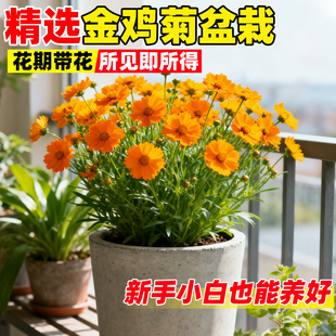 金鸡菊盆栽耐热耐冻进口小闹钟多年生阳台庭院花园爆多花美化花卉