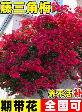 三角梅盆栽带花爬藤植物花卉多色重瓣老桩庭院耐寒三角梅多季开花