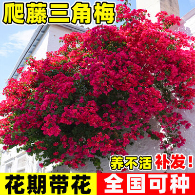 三角梅盆栽带花爬藤植物花卉多色