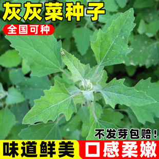 灰灰菜种子野生山野菜胭脂菜灰条菜养心菜庭院阳台盆栽老品种野菜