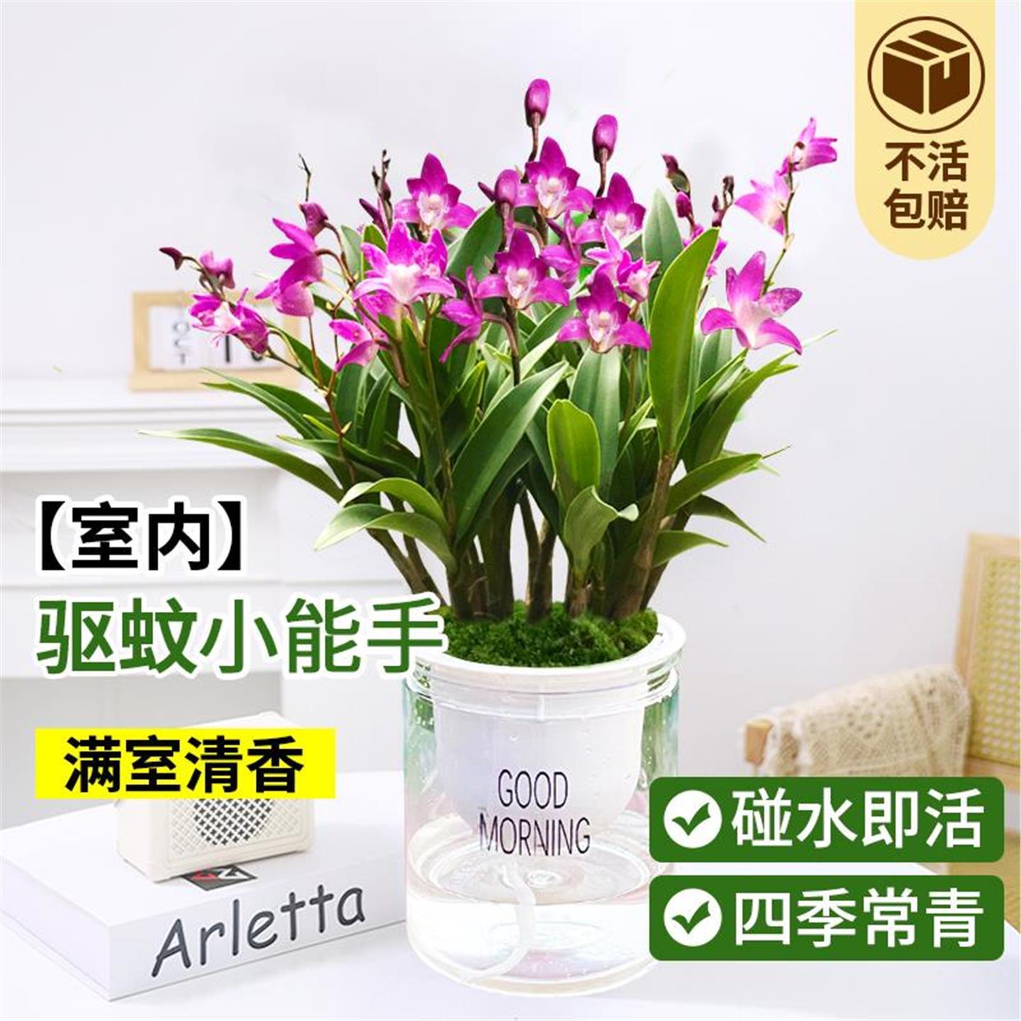 澳洲香水石斛兰盆栽室内绿植