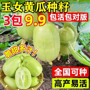 玉女黄瓜种籽水果小黄瓜种子脆甜拇指四季秋阳台盆栽易种蔬菜种孑