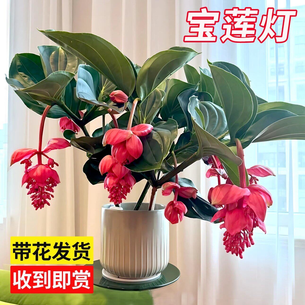 宝莲灯盆栽多年生珍珠宝莲灯花苗带花苞大苗高级年宵花卉室内绿植