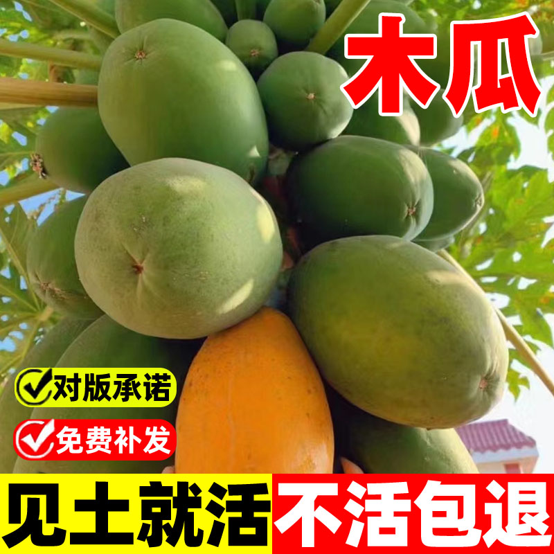 木瓜种子树南方矮化高产雷州冰糖