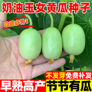 奶油玉女水果黄瓜种子脆甜拇指小黄瓜种夏秋阳台盆栽庭院蔬菜种籽