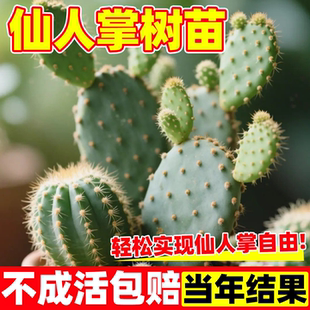 云钻大红果可食用水果仙人掌正宗能结果地栽苗会开花阳台庭院盆栽