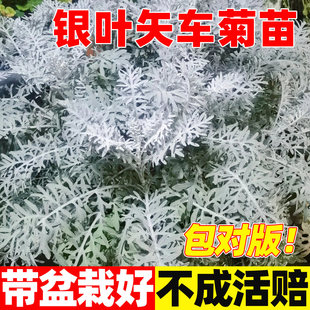 银叶粉花矢车菊盆栽花卉阳台庭院盆栽花镜银色耐寒银叶菊银羽植物