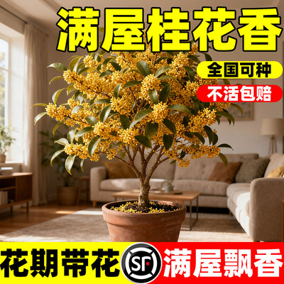 金桂桂花树苗盆栽庭院四季丹桂花
