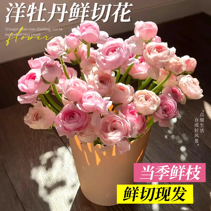 洋牡丹鲜切花鲜花云南基地直发花