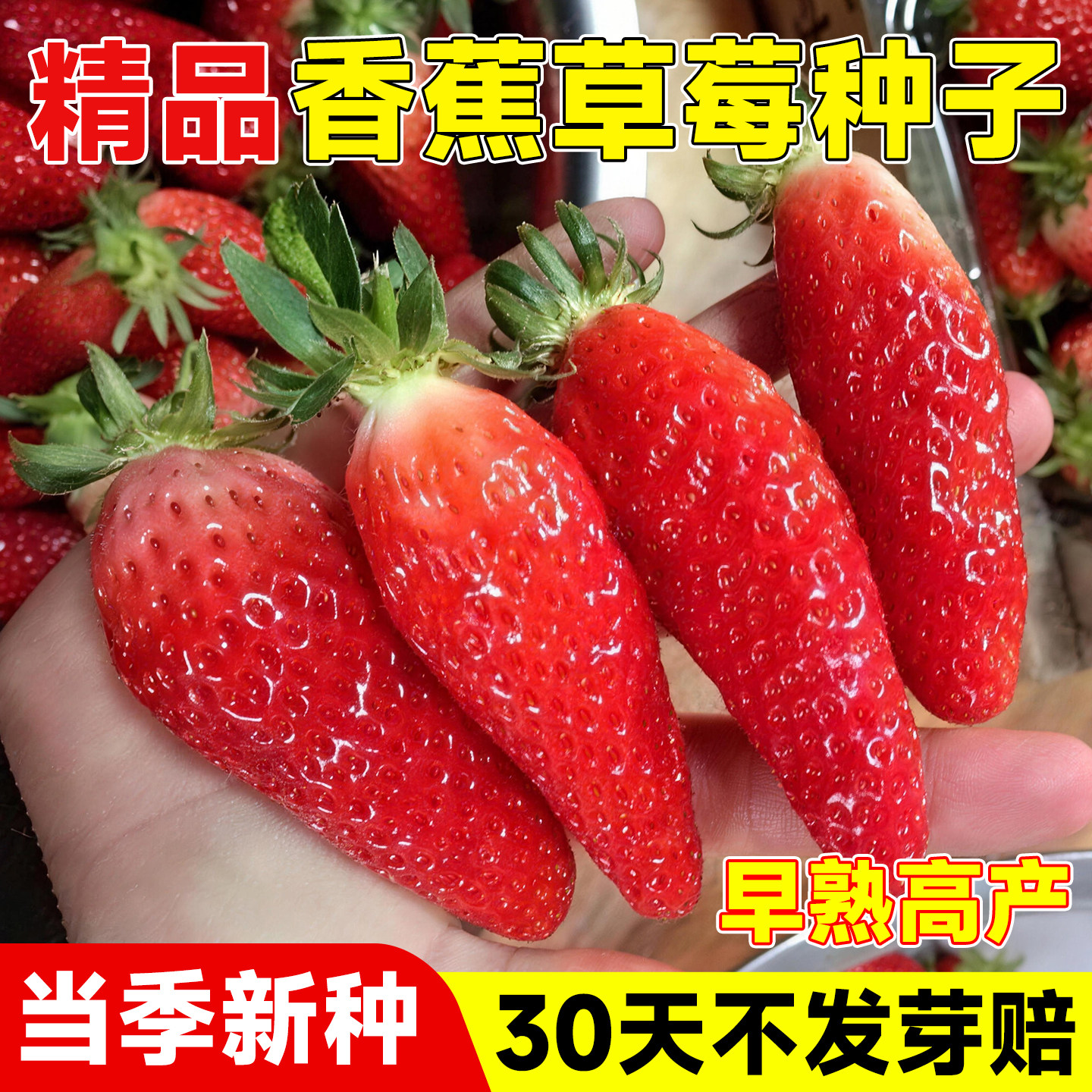 草莓种子四季香蕉种籽新手易种阳台盆栽食用蔬菜香甜大果草莓水果,鲜花速递/花卉仿真/绿植园艺,家庭园艺种子,淘宝优惠券,粉丝福利购,淘宝优惠卷