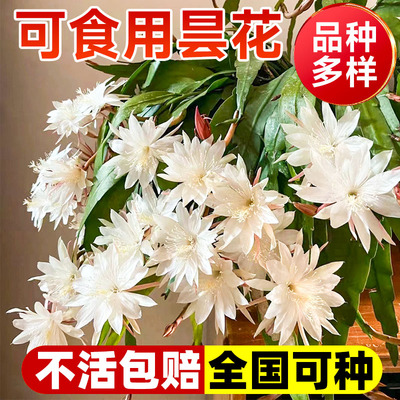 可食用昙花盆栽带花苞四季花卉