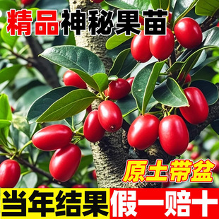 神秘果树苗庭院室外果酸变甜正宗神秘果苗盆栽地栽南北方四季种植
