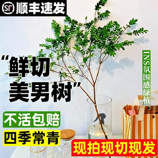美男树水培植物四季好养马醉木吊钟鲜切枝室内无土纯水培绿植水养