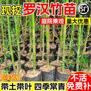 罗汉竹苗四季常青带土真黄金竹罗汉竹子苗耐寒庭院造景观赏竹盆栽