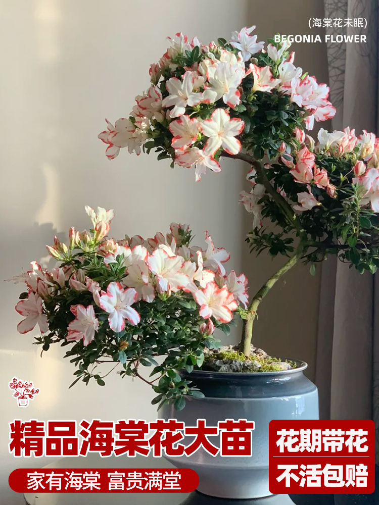 垂丝海棠花盆栽鲜花春季开花树苗盆景老桩花卉植物室内花绿植真花