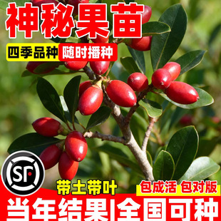 神秘果苗果树苗庭院南方北方四季带土盆栽神奇果种植变味果酸变甜
