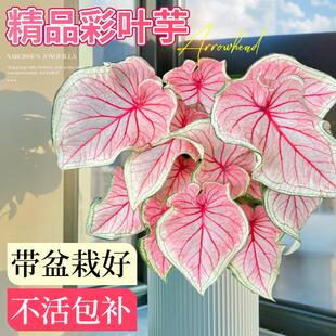 甜心彩叶芋盆栽四季好养芋类白色恋人粉色和声室内桌面花卉绿植物