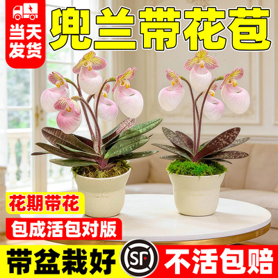 玉女兜兰好运招财盆栽带花苞