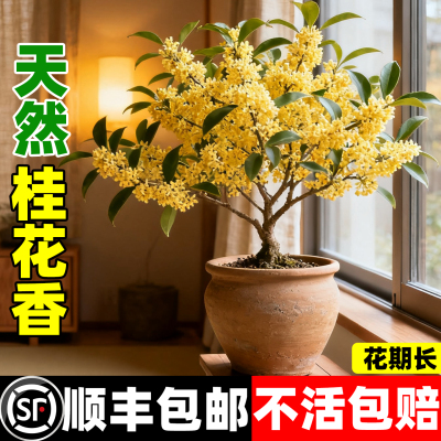 四季桂桂花树苗浓香型可食用室内