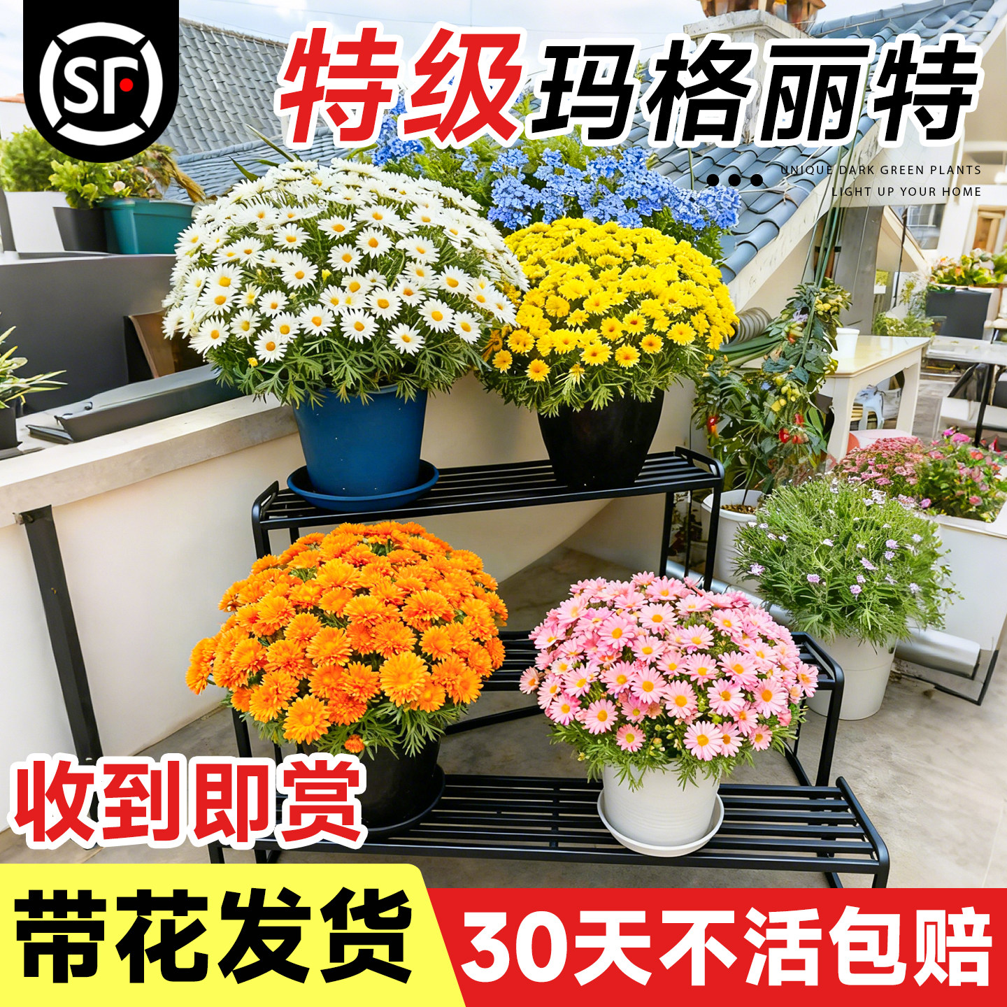 玛格丽特花苗四季好养活花卉带花盆栽菊花室外阳台庭院小雏菊糖果