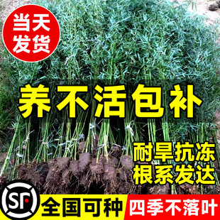 竹子苗紫竹罗汉室内竹子盆景黄金竹庭院篱笆围栏造景四季绿植盆栽