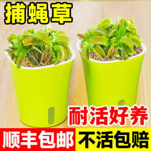 捕蝇草盆栽水培驱蚊捕虫草趣味超大猪笼草茅膏菜食人花食虫绿植物