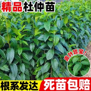 杜仲树苗药材种植苗四季药用果树果苗中草药连翘酸枣庭院盆栽地栽