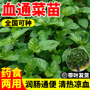 血通菜苗火锅蔬菜秧苗绿线叶宽叶十万错铁打草盗偷草四季药材野菜