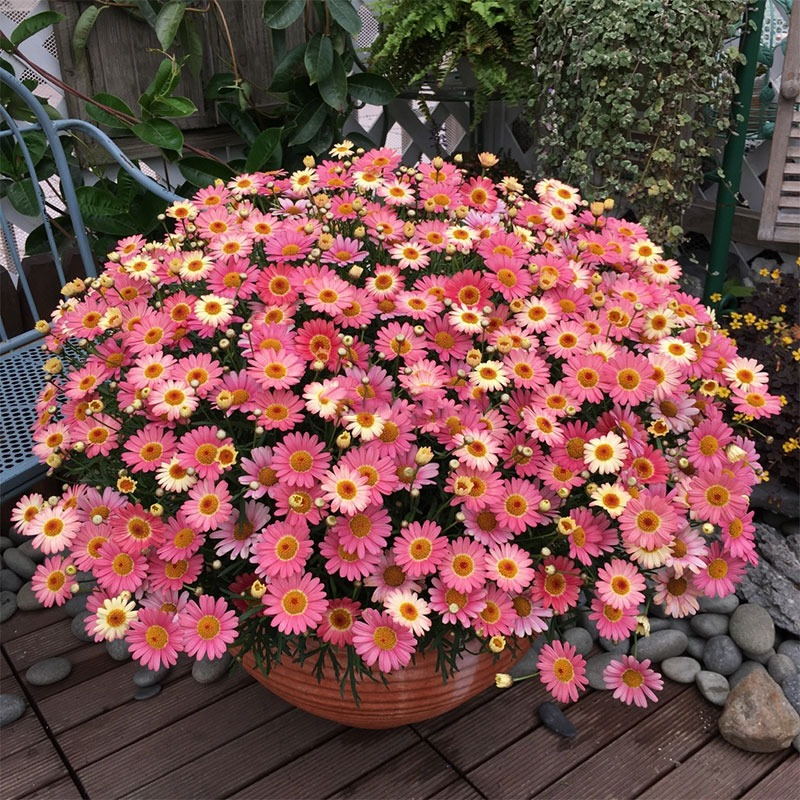 玛格丽特花种籽多年生混色夏秋除虫菊糖果菊庭院阳台室内外花种子
