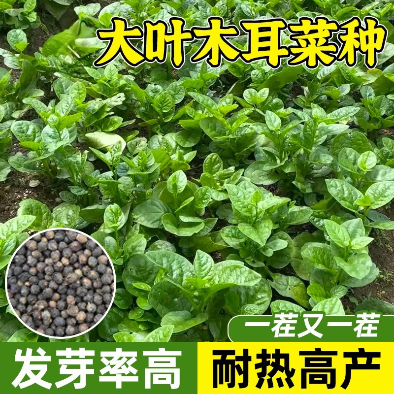 大叶木耳菜种子圆叶老品种阳台盆