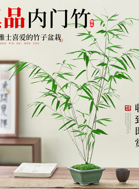 内门竹盆栽室内桌面观叶绿植正宗台湾精品观赏竹子老桩门内竹盆景