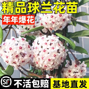 球兰带花大苗植物四季活羊脂玉球兰花盆栽贝拉卷心叶攀援爬藤花卉