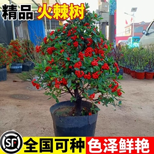 火棘果树苗火棘树苗火棘小苗带刺篱笆植物好养火棘球树苗观赏盆栽