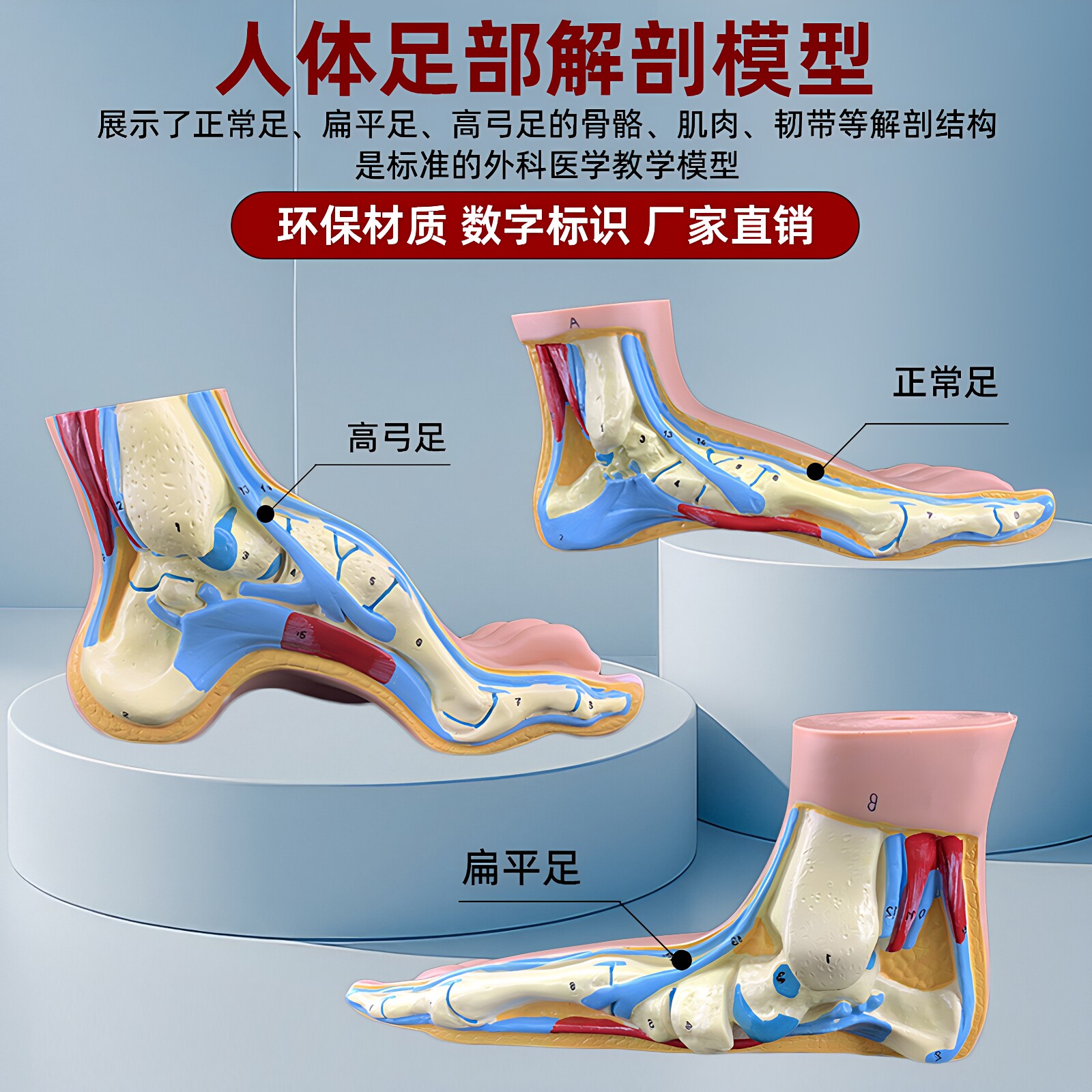 教学人体足部肌肉解剖模型 正常足扁平足弓型足 高弓足部病理模型