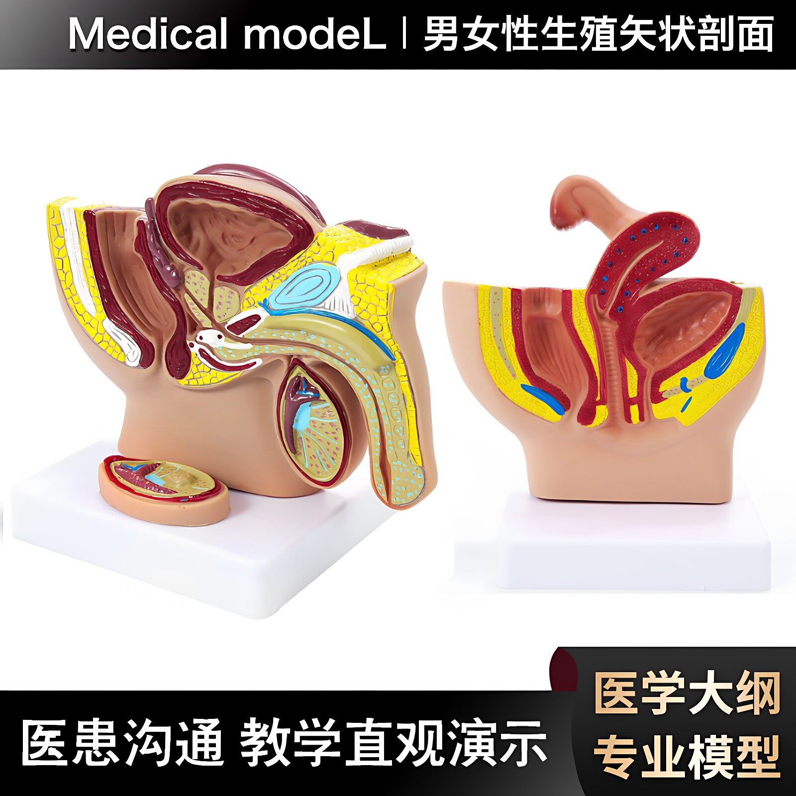 男女性生殖器官解剖模型盆腔结构矢状正中剖面女性宫腔构造讲解