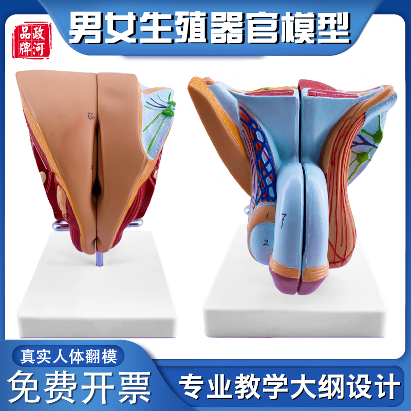 男女生殖系统模型 医院用泌尿系统教学模型 矢状人体器官解剖模型