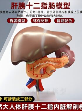 教学仿真胰脾肝胆十二指肠浮雕模型肝胰腺十二指肠胃解剖内脏标本